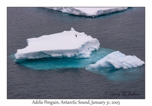 Adelie Penguin