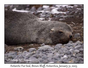 Antarctic Fur Seal