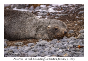 Antarctic Fur Seal