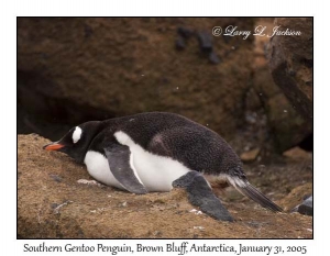 Southern Gentoo Penguin