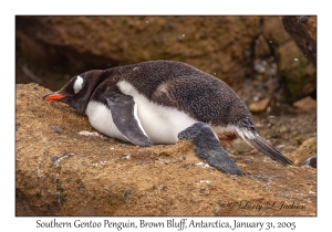 Southern Gentoo Penguin