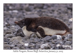 Adelie Penguin