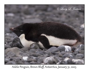 Adelie Penguin