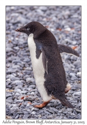 Adelie Penguin