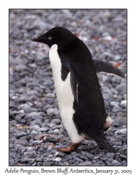 Adelie Penguin