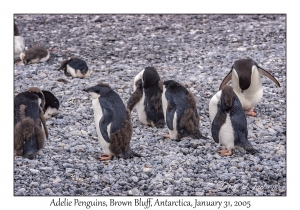 Adelie Penguins