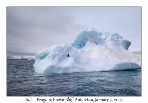 Adelie Penguin