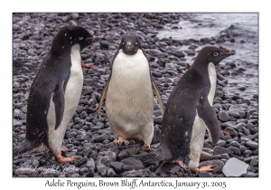 Adelie Penguins