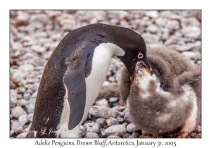 Adelie Penguins