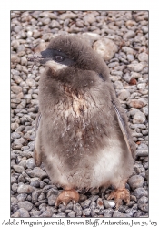 Adelie Penguin