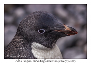 Adelie Penguin