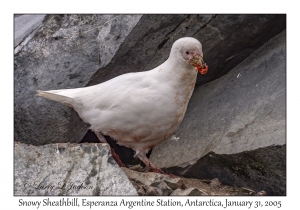 Snowy Sheathbill