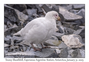 Snowy Sheathbill