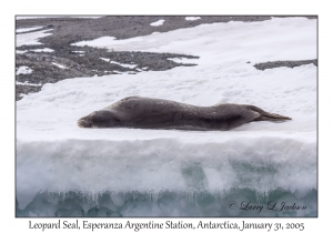 Leopard Seal