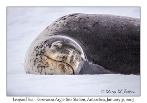 Leopard Seal