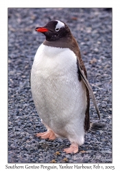 Southern Gentoo Penguin