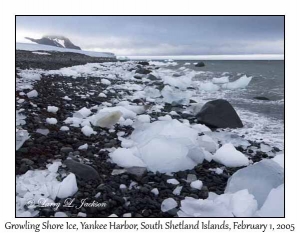 Growling Shore Ice