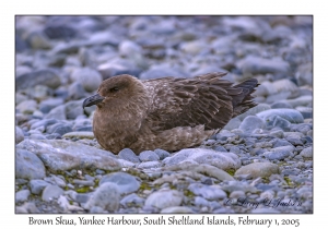 Brown Skua