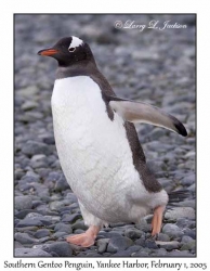 Southern Gentoo Penguin