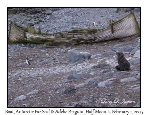 Boat, Antarctic Fur Seal & Adelie Penguin