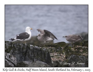 Kelp Gull & chicks