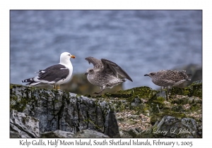 Kelp Gulls