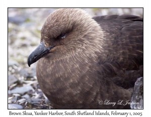 Brown Skua