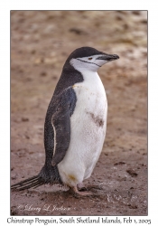 Chinstrap Penguin