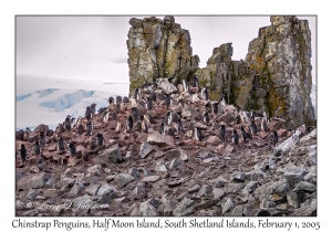 Chinstrap Penguins