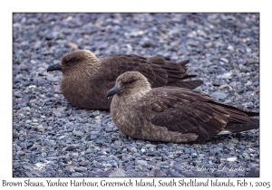 Brown Skua