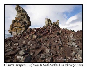 Chinstrap Penguins