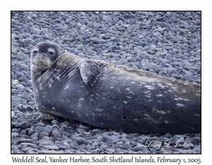 Weddell Seal