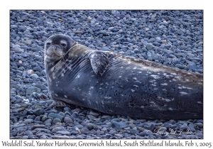 Weddell Seal