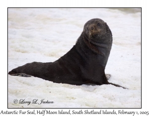 Antarctic Fur Seal