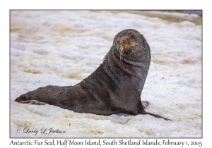 Antarctic Fur Seal