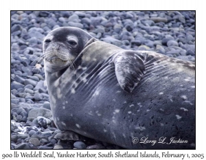 Weddell Seal