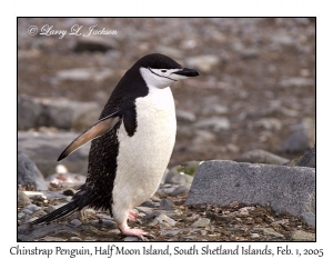 Chinstrap Penguin
