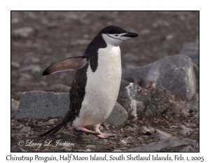 Chinstrap Penguin