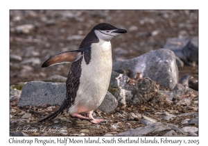 Chinstrap Penguin