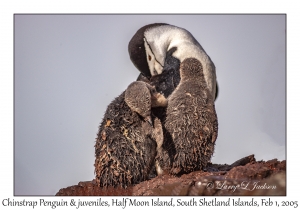 Chinstrap Penguins