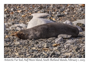 Antarctic Fur Seal