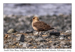 South Polar Skua