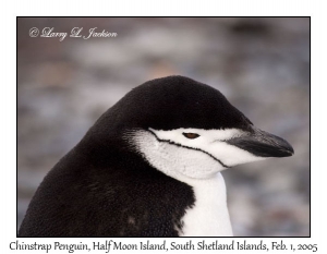 Chinstrap Penguin