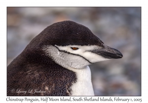 Chinstrap Penguin