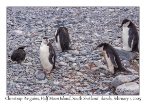 Chinstrap Penguins