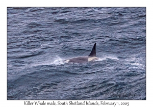 Killer Whale male