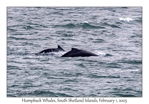 Humpback Whales