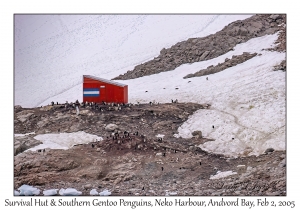 Survival Hut & Southern Gentoo Penguins