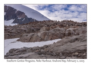 Southern Gentoo Penguins