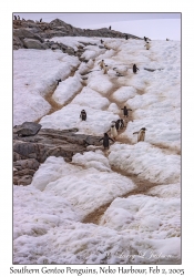 Southern Gentoo Penguins